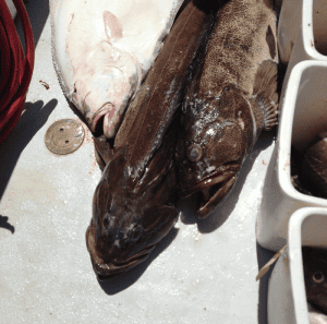 Freshly caught fish lying on boat deck