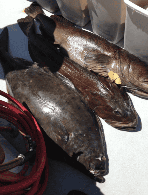 Freshly caught fish on boat deck in sunlight